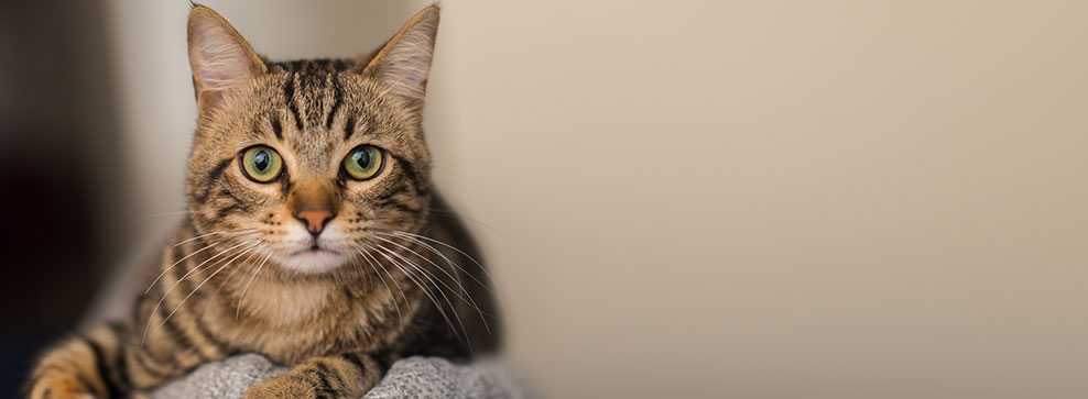 VIBRISSE: TUTTO QUELLO CHE C’È DA SAPERE