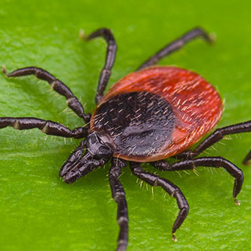 ZECCHE? NIENTE PAURA, IMPARIAMO A RICONOSCERLE E CLASSIFICARLE