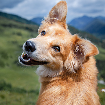 in montagna con il cane