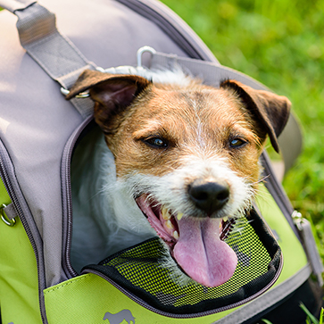 trasportini-cane-gatto