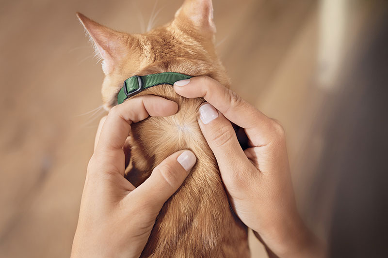 PREPARARE LA PARTE DA TRATTARE