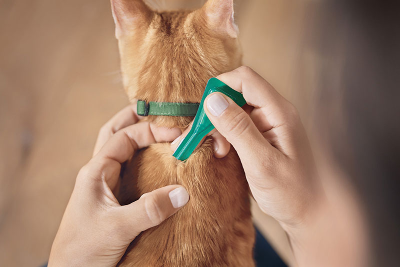 Applicare Frontline Combo<sup>®</sup> Gatti