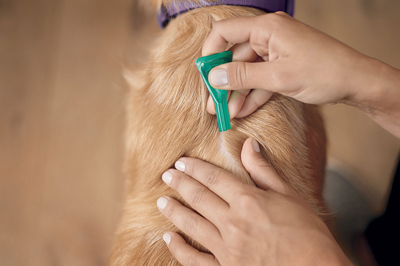 APPLICARE Frontline Combo<sup>®</sup> Cani