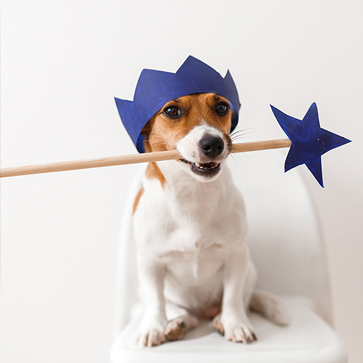 leggende di cani e gatti