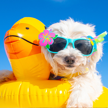 in vacanza con il cane