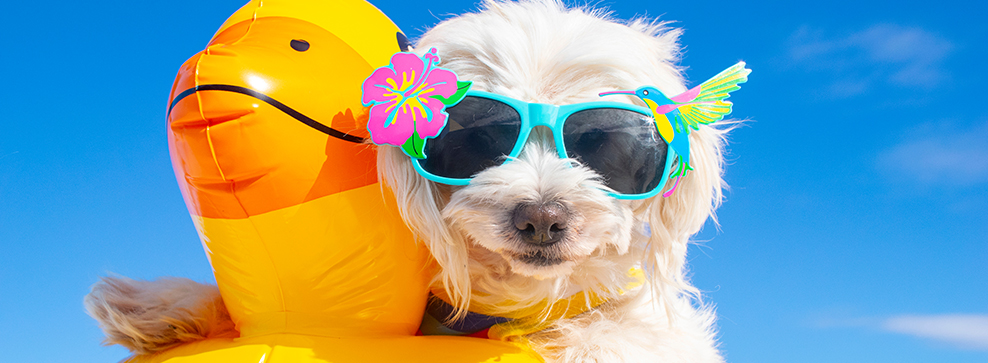 In vacanza con il cane