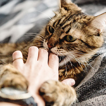 Perchè i gatti mordono