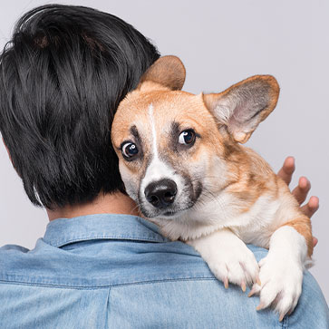 paura nei cani e nei gatti