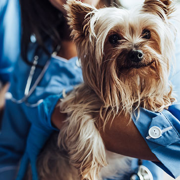 sterilizzazione cani e gatti