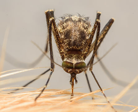 Filaria del cane: come proteggerlo dalla filariosi cardiopolmonare