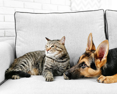 Infestazione da pulci in casa