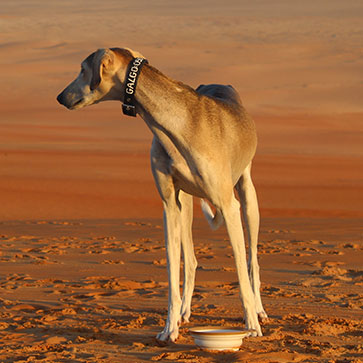 Animali e riscaldamento globale