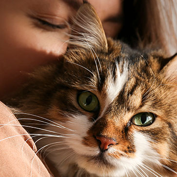 Perchè i gatti fanno le fusa