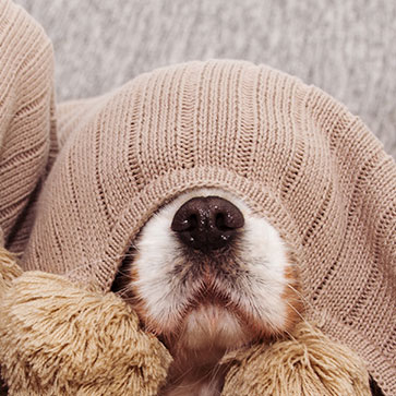 paura dei cani e dei gatti per i fuochi d'artificio