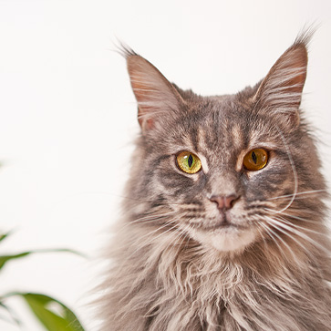 antiparassitari gatto