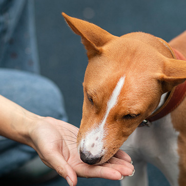 antiparassitario cani compresse