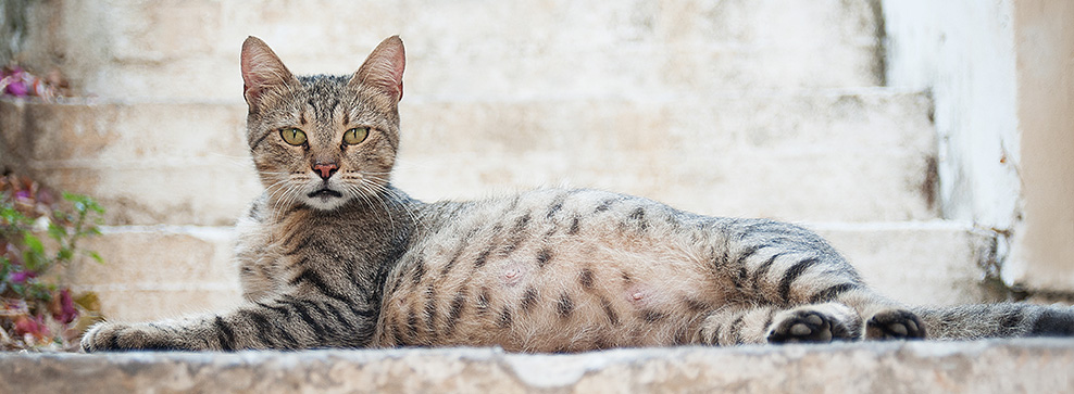 gravidanza gatto