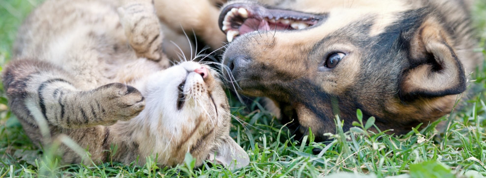 7 CONSIGLI PER AIUTARE IL TUO CANE O GATTO A COMBATTERE IL CALDO