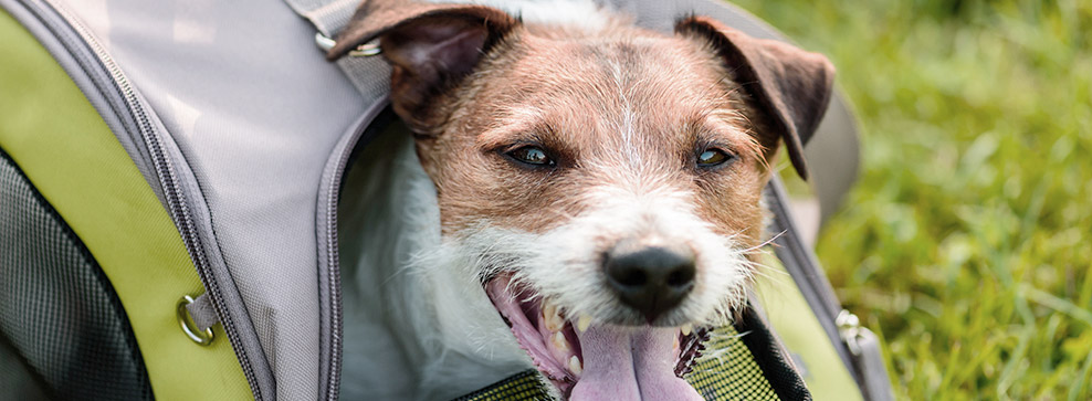 Trasportini cane e gatto
