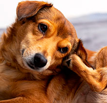 PERCHÈ IL CANE E IL GATTO SI GRATTANO LA TESTA DOPO UNA PASSEGGIATA?