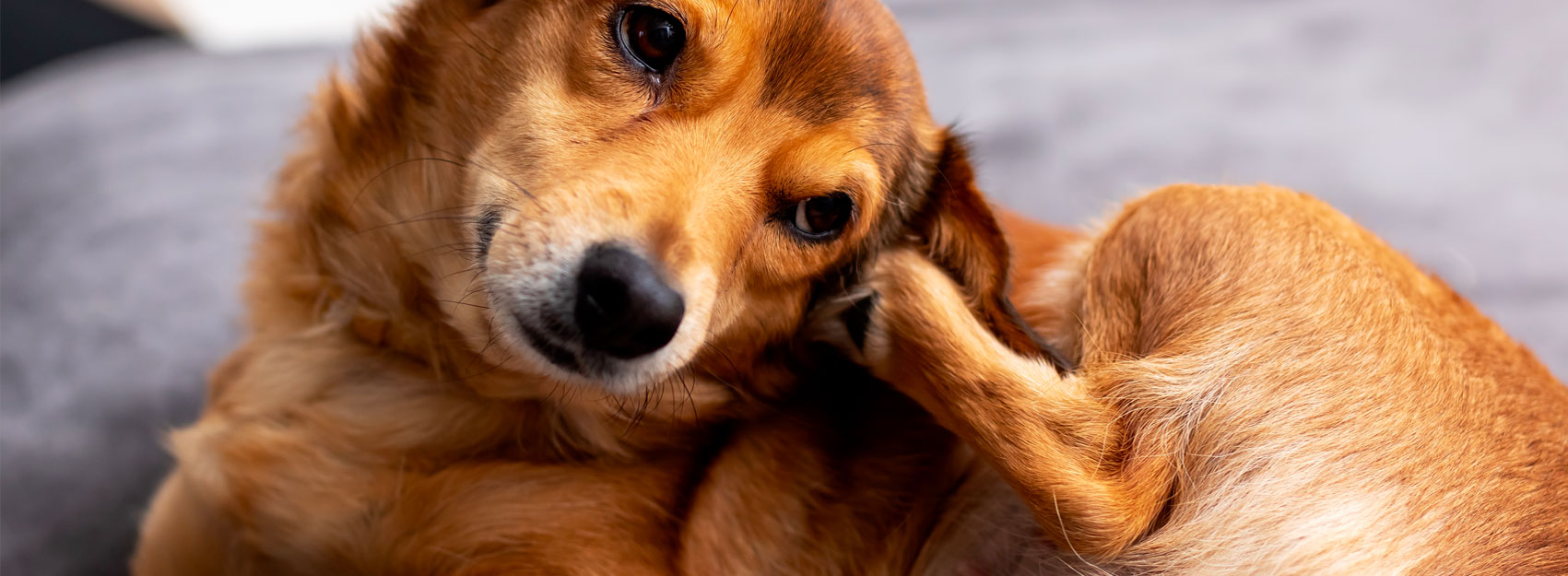 PERCHÈ IL CANE E IL GATTO SI GRATTANO LA TESTA DOPO UNA PASSEGGIATA?