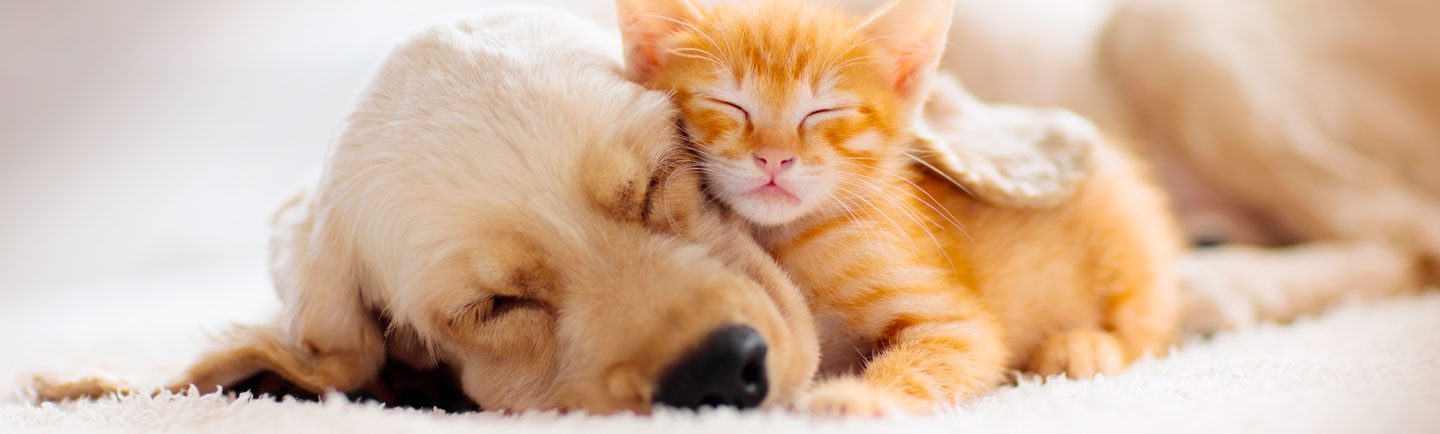 Cucciolo e Gattino