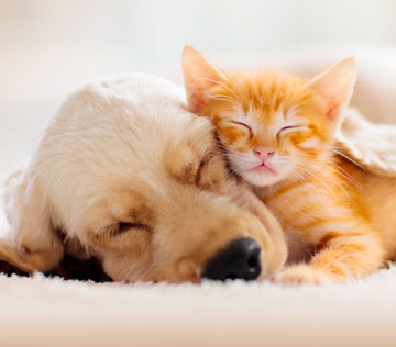 Cucciolo Gattino
