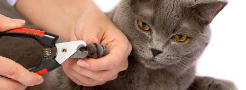 UNGHIE DEL GATTO: QUANDO E COME TAGLIARLE?