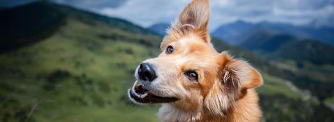 in montagna con il cane